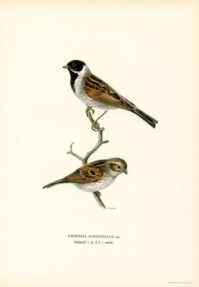 Vasssparv (färg litho) av Magnus Ferdinand and Wilhelm von Wright