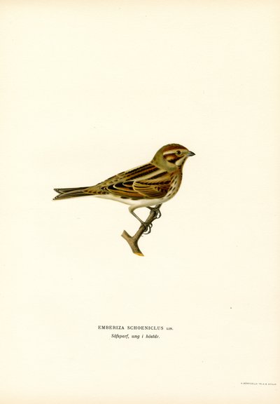 Vasssparv (färg litho) av Magnus Ferdinand and Wilhelm von Wright
