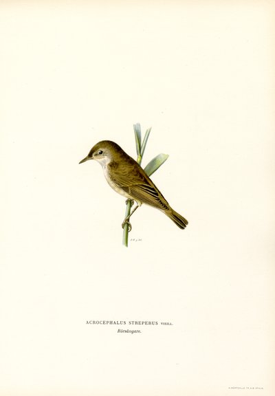 Vassångare (färg litho) av Magnus Ferdinand and Wilhelm von Wright