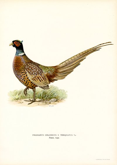 Ringhalsad fasan (färg litho) av Magnus Ferdinand and Wilhelm von Wright