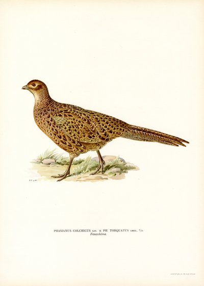 Ringhalsad fasan (färg litho) av Magnus Ferdinand and Wilhelm von Wright