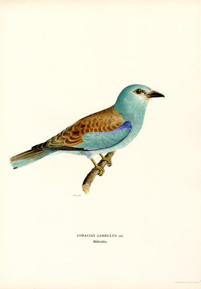 Roller (färg litho) av Magnus Ferdinand and Wilhelm von Wright