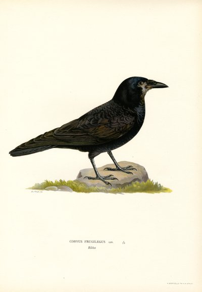 Rook (färg litho) av Magnus Ferdinand and Wilhelm von Wright