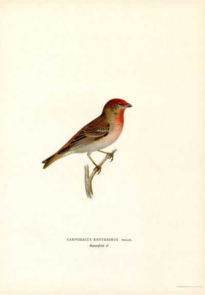 Rosefinch (färg litho) av Magnus Ferdinand and Wilhelm von Wright