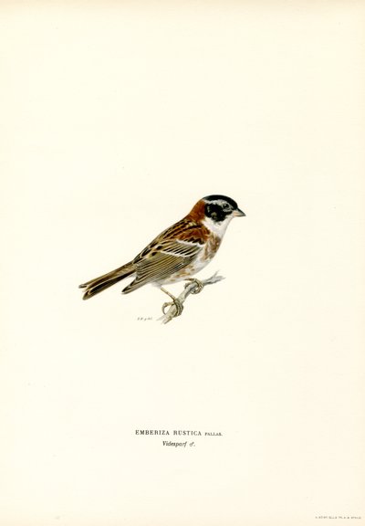 Rustik Bunting (färg litho) av Magnus Ferdinand and Wilhelm von Wright