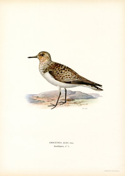 Sanderling (färg litho) av Magnus Ferdinand and Wilhelm von Wright