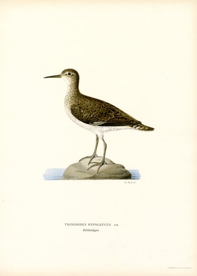 Sandpiper (färg litho) av Magnus Ferdinand and Wilhelm von Wright