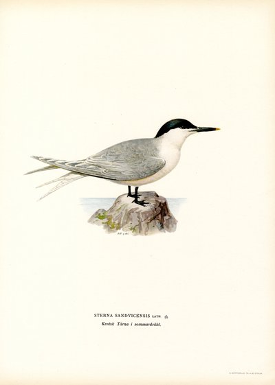 Smörgåstärna (litho i färg) av Magnus Ferdinand and Wilhelm von Wright