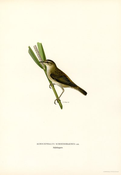 Sedge Warbler (färg litho) av Magnus Ferdinand and Wilhelm von Wright