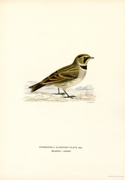 Shore Lark (färg litho) av Magnus Ferdinand and Wilhelm von Wright