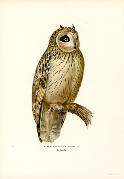 Kortörad uggla (färg litho) av Magnus Ferdinand and Wilhelm von Wright