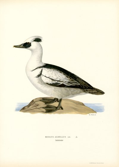 Smew (färg litho) av Magnus Ferdinand and Wilhelm von Wright