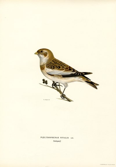 Snow Bunting (färg litho) av Magnus Ferdinand and Wilhelm von Wright