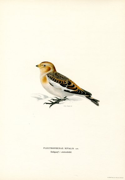 Snow Bunting (färg litho) av Magnus Ferdinand and Wilhelm von Wright
