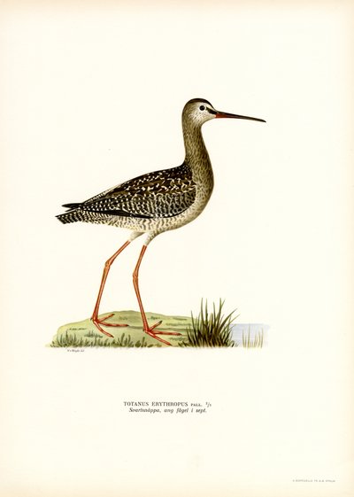 Fläckig rödben (färg litho) av Magnus Ferdinand and Wilhelm von Wright