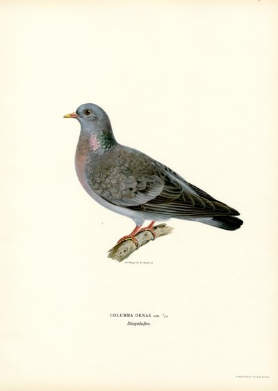 Stock Duva (färg litho) av Magnus Ferdinand and Wilhelm von Wright