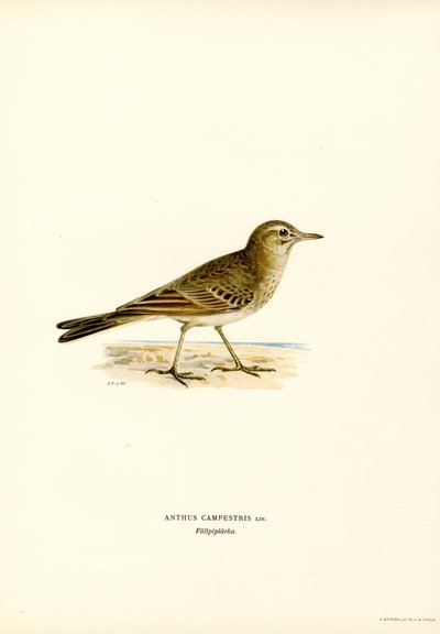 Tawny Pipit (färg litho) av Magnus Ferdinand and Wilhelm von Wright