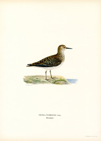 Temmincks Stint (färg litho) av Magnus Ferdinand and Wilhelm von Wright