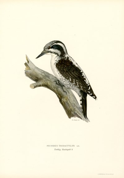 Tretåig hackspett (färg litho) av Magnus Ferdinand and Wilhelm von Wright