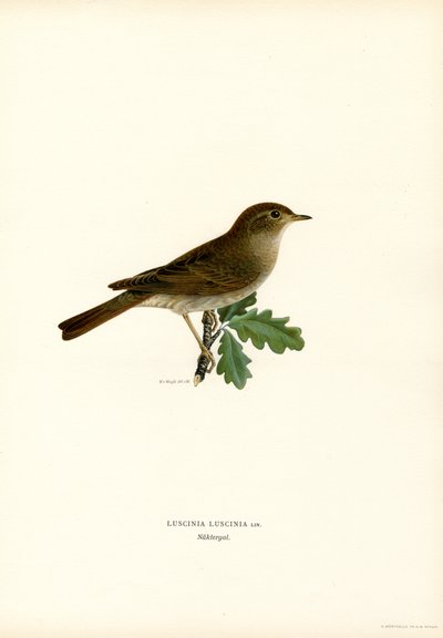 Trast näktergal (färg litho) av Magnus Ferdinand and Wilhelm von Wright