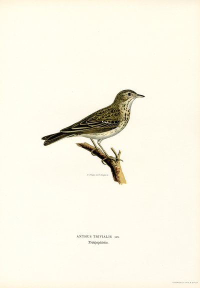Trädpipare (färg litho) av Magnus Ferdinand and Wilhelm von Wright
