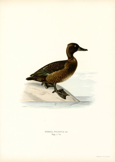 Tufted Duck (litho i färg) av Magnus Ferdinand and Wilhelm von Wright