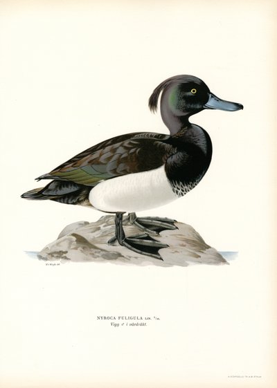 Tufted Duck (litho i färg) av Magnus Ferdinand and Wilhelm von Wright