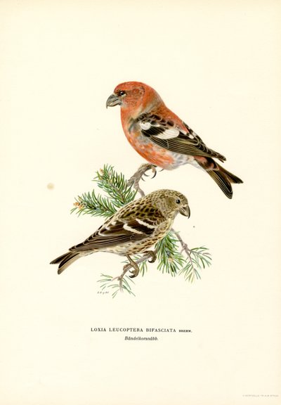 Tvåbarrig korsnäbb (färg litho) av Magnus Ferdinand and Wilhelm von Wright