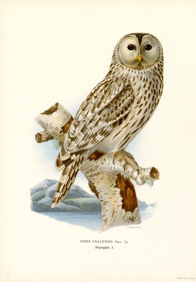 Uraluggla (färg litho) av Magnus Ferdinand and Wilhelm von Wright
