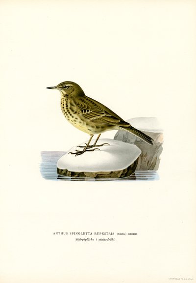 Vattenpipare (färg litho) av Magnus Ferdinand and Wilhelm von Wright