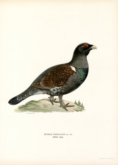 Västra tjäder (färg litho) av Magnus Ferdinand and Wilhelm von Wright
