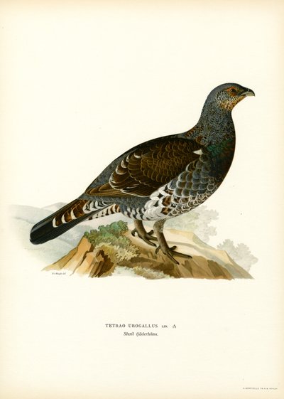 Västra tjäder (färg litho) av Magnus Ferdinand and Wilhelm von Wright