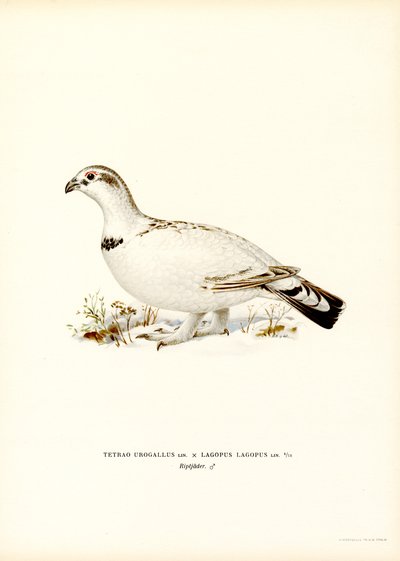 Västra tjäder x Willow Ptarmigan (färg litho) av Magnus Ferdinand and Wilhelm von Wright