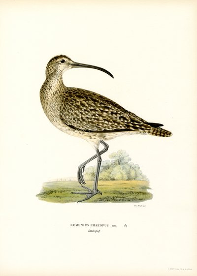 Whimbrel (färg litho) av Magnus Ferdinand and Wilhelm von Wright