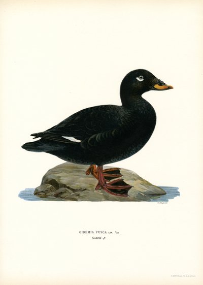 White-winged Scoter (färg litho) av Magnus Ferdinand and Wilhelm von Wright