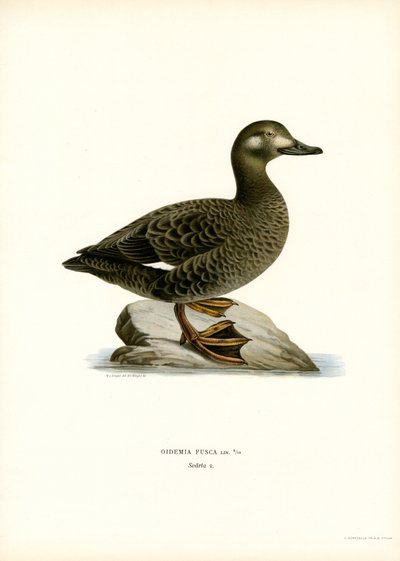 Vitvingad scoter (färg litho) av Magnus Ferdinand and Wilhelm von Wright