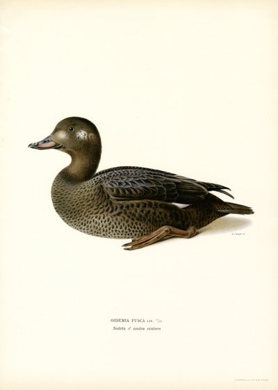 White-winged Scoter (färg litho) av Magnus Ferdinand and Wilhelm von Wright