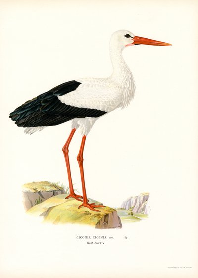 Vit stork (färg litho) av Magnus Ferdinand and Wilhelm von Wright