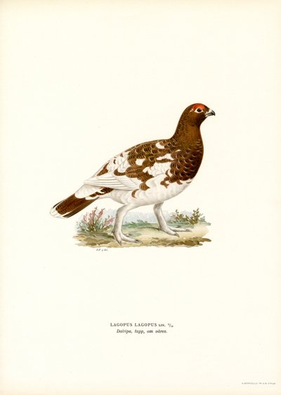 Pilripa (litho i färg) av Magnus Ferdinand and Wilhelm von Wright