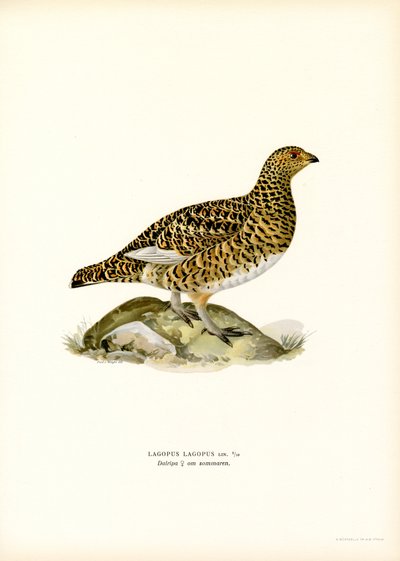 Pilripa (litho i färg) av Magnus Ferdinand and Wilhelm von Wright