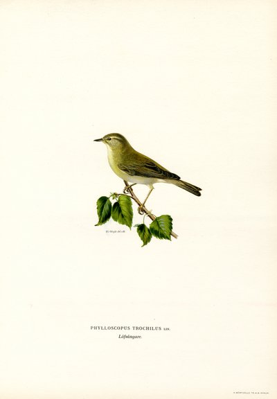 Willow Warbler (färg litho) av Magnus Ferdinand and Wilhelm von Wright