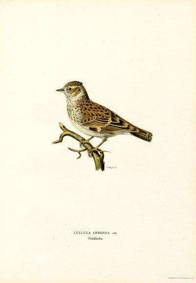 Trälärka (färg litho) av Magnus Ferdinand and Wilhelm von Wright