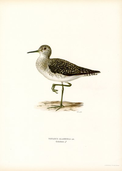 Träsnäppa (färg litho) av Magnus Ferdinand and Wilhelm von Wright