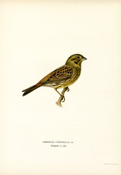 Yellow Bunting (färg litho) av Magnus Ferdinand and Wilhelm von Wright