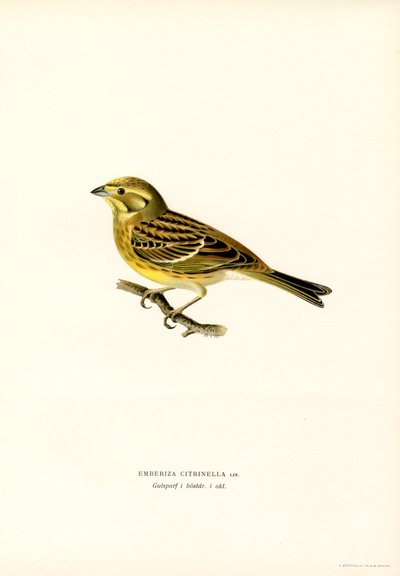 Gulhammare (Emberiza citrinella) (färg litho) av Magnus Ferdinand and Wilhelm von Wright