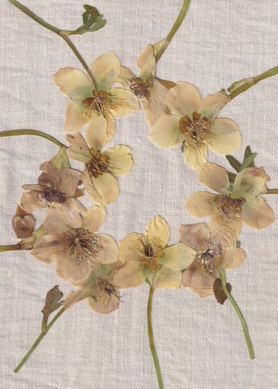 Krans av pressade blommor av Maira Ribena