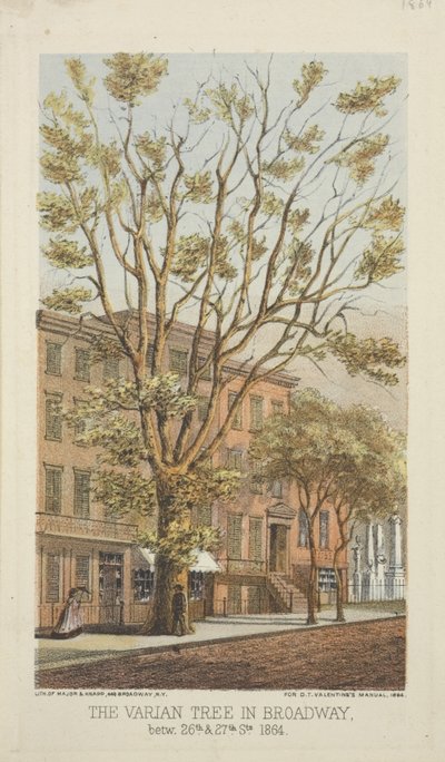 The Varian Tree i Broadway, mellan 26th och 27th Streets, 1864 av Major and Knapp