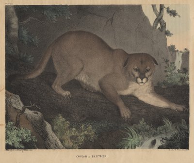 Cougar or Panther, från "From Cabinet of Natural History and American Rural Sports", av J.T. Doughty, 1832 av Mannevillette Elihu Dearing Brown