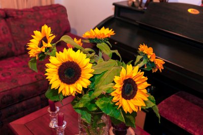 Klargula solrosor eller Helianthus Annuus från Anderna i Colombia dekorerar ett hem i staden Bogota av Mano Chandra Dhas