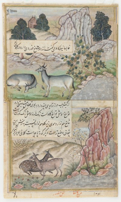 Två vilda bufflar, ca 1589 (akvarell, bläck, guld på papper) av Mansur (fl.c.1590-1630)